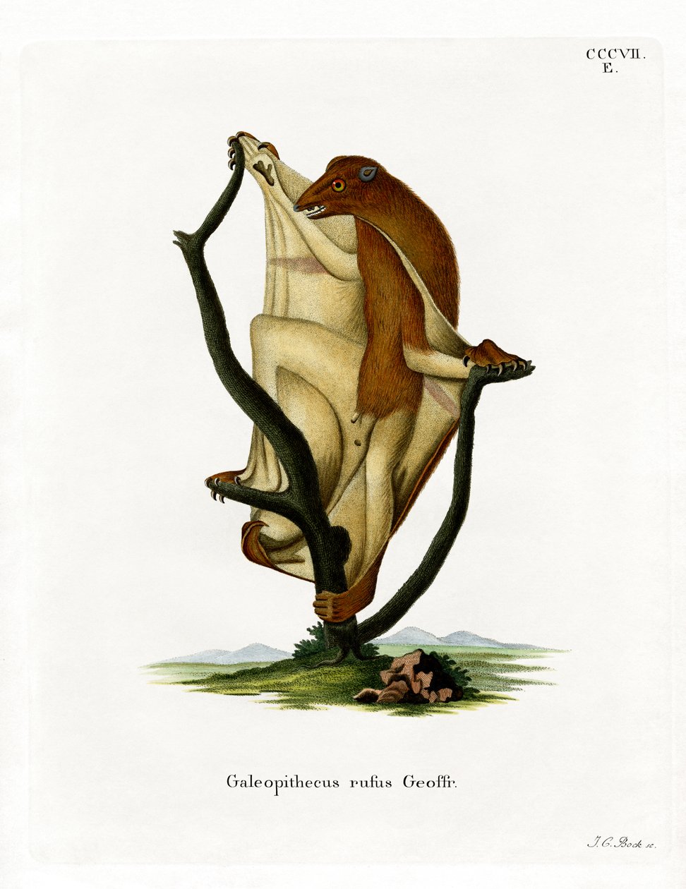 Latający lemur (kolorowy grawerunek) autorstwa German School