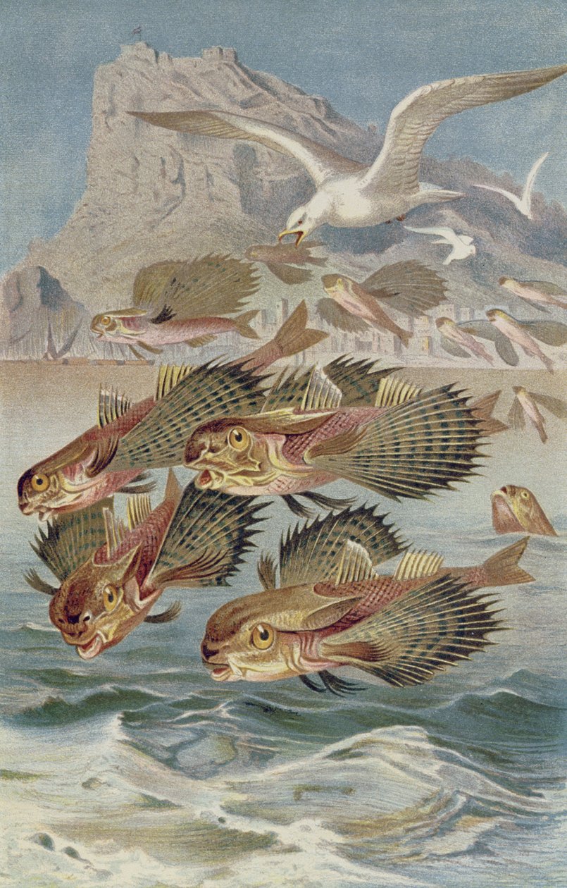 Flying gurnard, płyta z Brehm