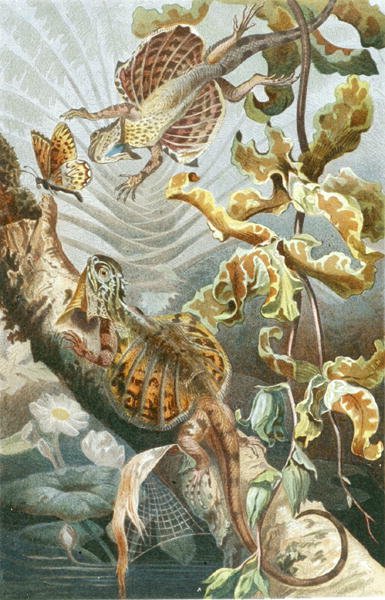 Latająca jaszczurka, płyta z "Brehms Tierleben: Allgemeine Kunde des Tierreichs", vol.7, s.51, wyd. Bibliographisches Institut autorstwa German School