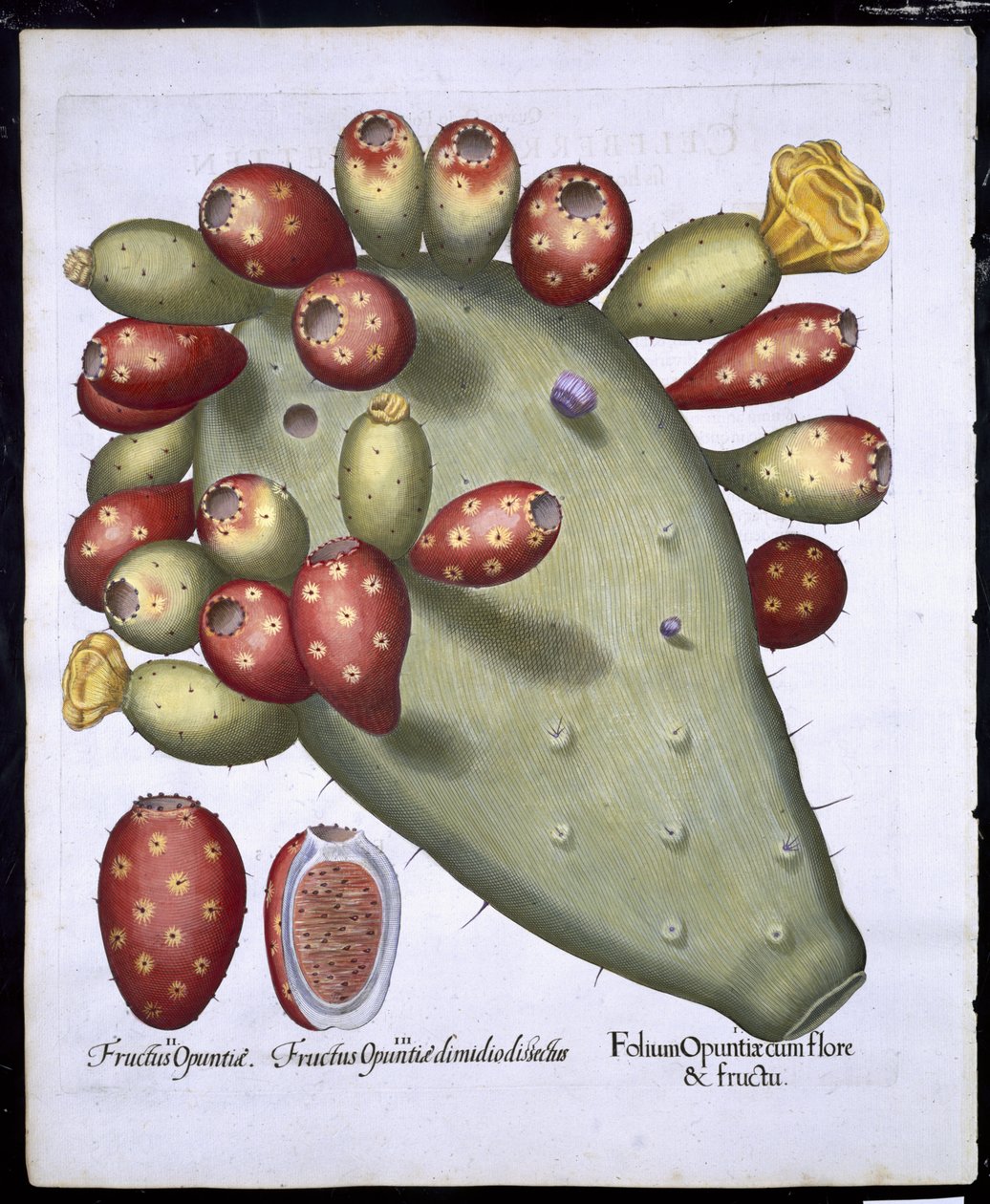 Folium Opuntia z Hortus Eystettensis Basila Beslera (1561-1629) wyd. 1613 (ręcznie kolorowane grawerowanie) autorstwa German School