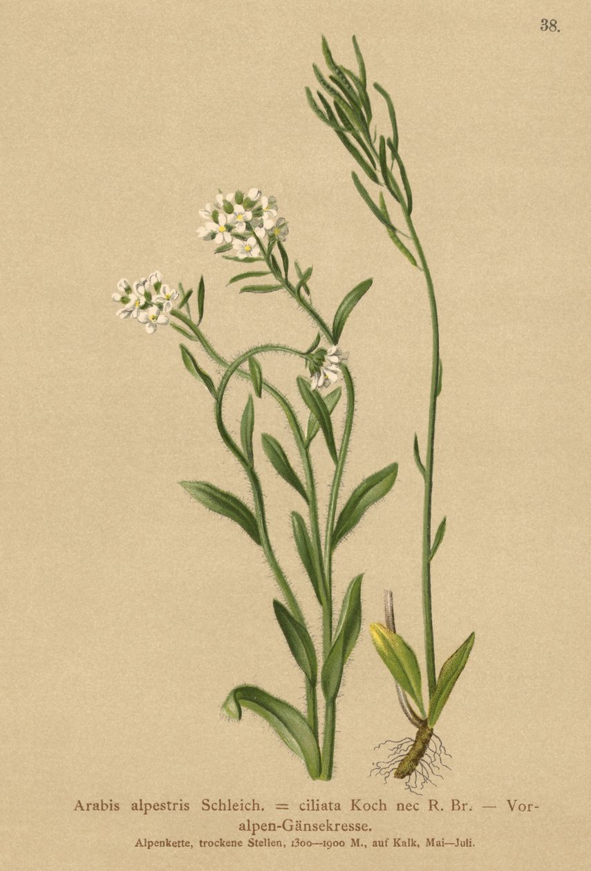 Pogórze Alp rzeżucha (Arabis alpestris, Arabis ciliata) autorstwa German School