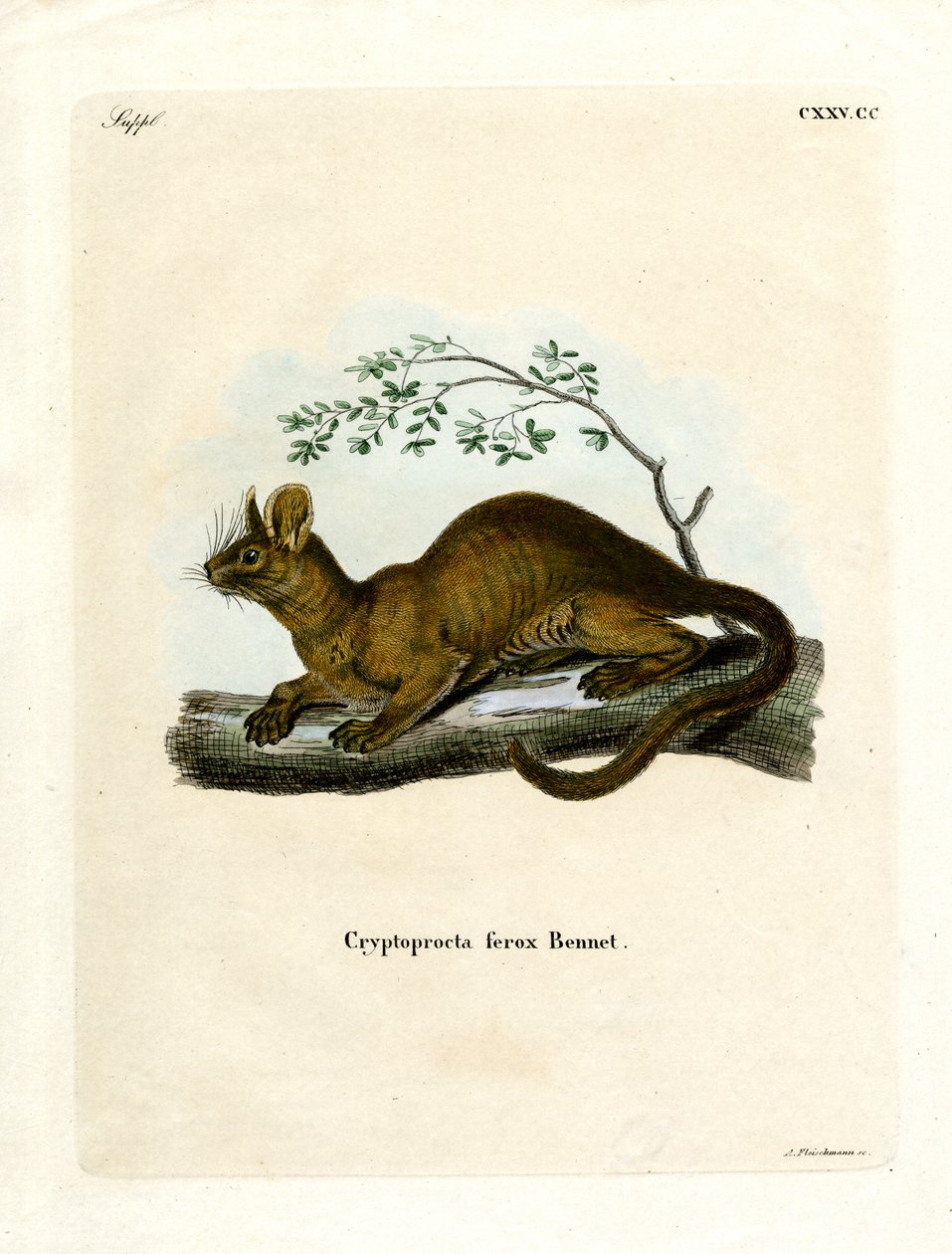 Fossa (kolorowy grawer) autorstwa German School