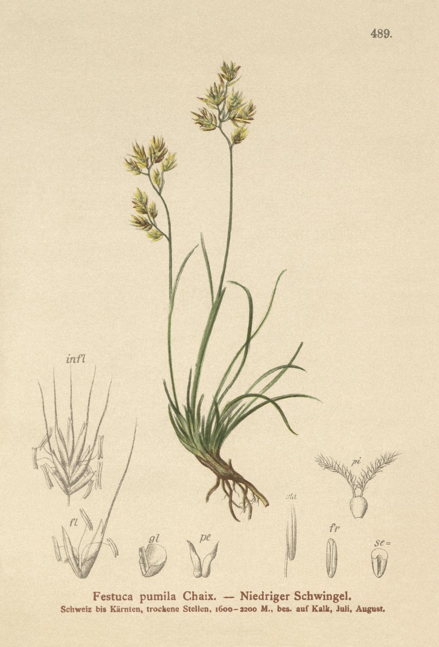 Kostrzewa czterolistna (Festuca pumila, Festuca quadriflora) autorstwa German School