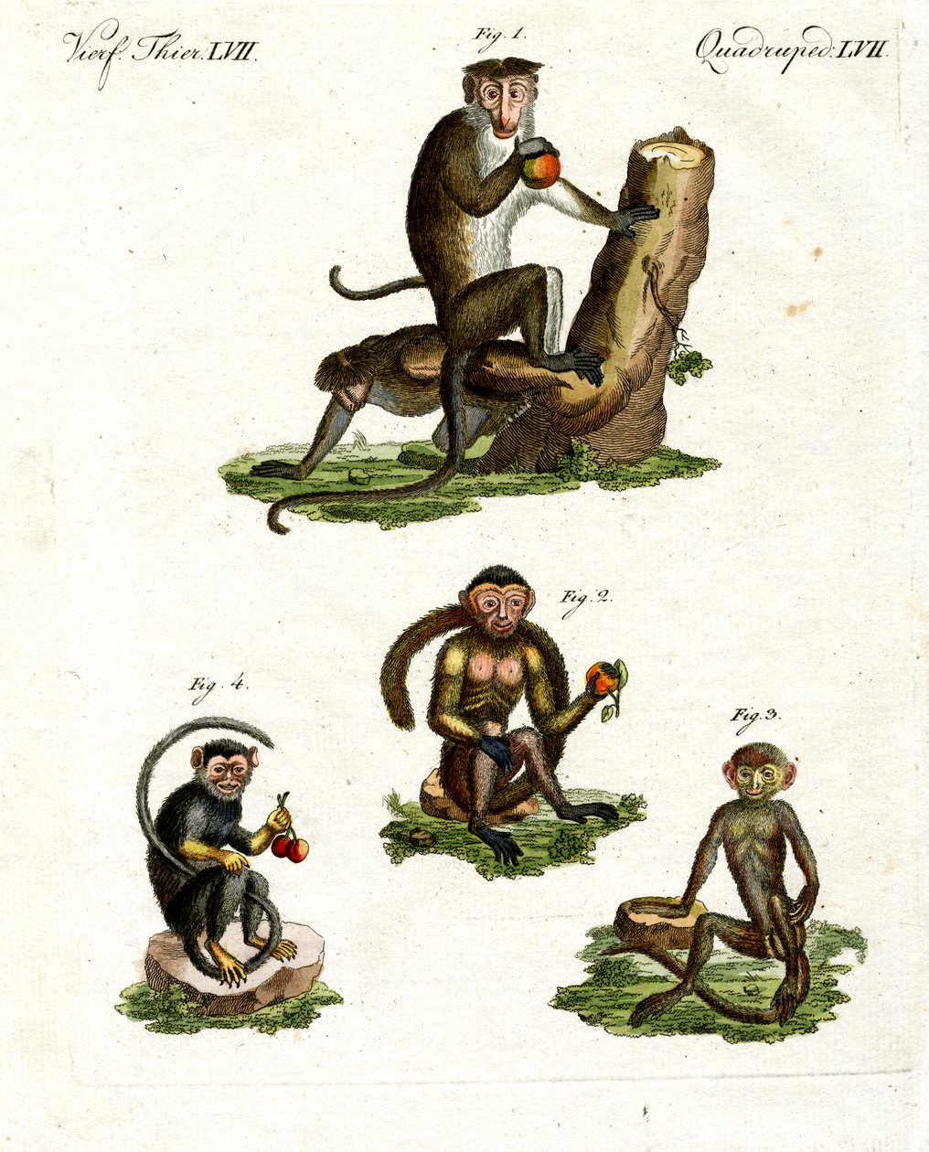 Cztery rodzaje małp autorstwa German School