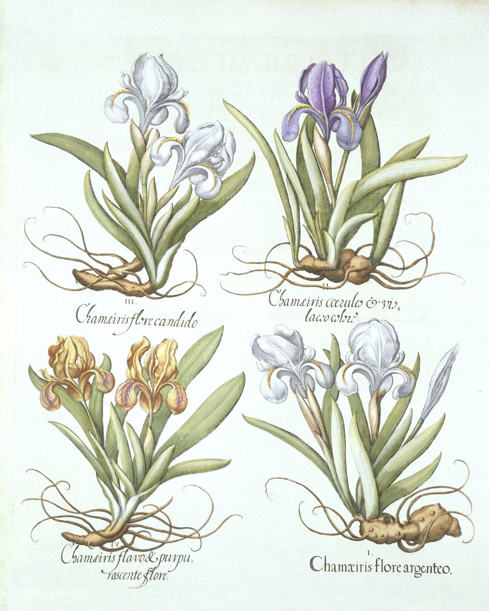 Cztery odmiany irysów kłączowych, z Hortus Eystettensis, Basil Besler (1561-1629) wyd. 1613 autorstwa German School