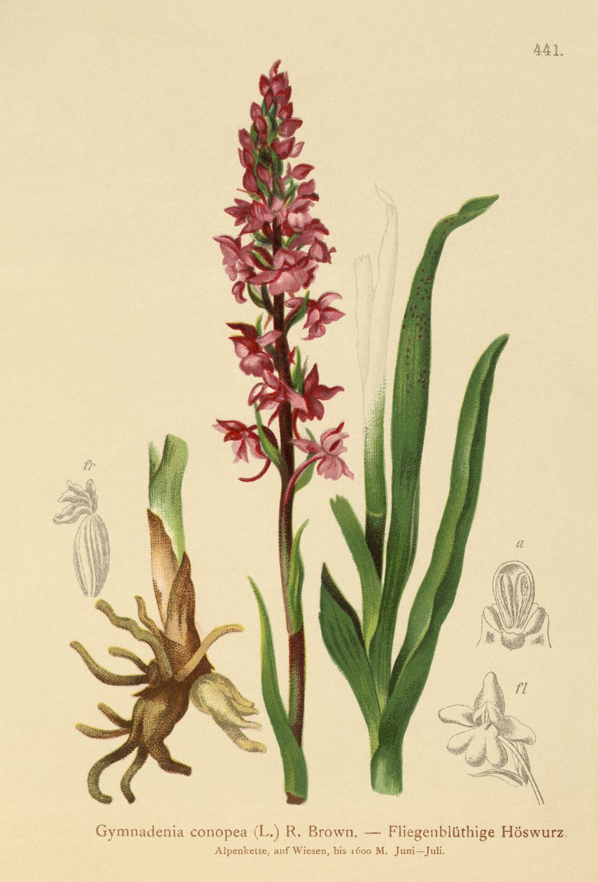 Pachnąca Orchidea (Gymnadenia Conopea) autorstwa German School