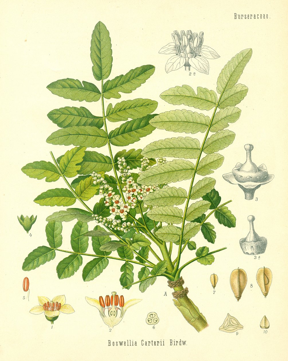 Kadzidło, ilustracja z Koehlers Medicinal Plants, opublikowana w 1887 r. autorstwa German School