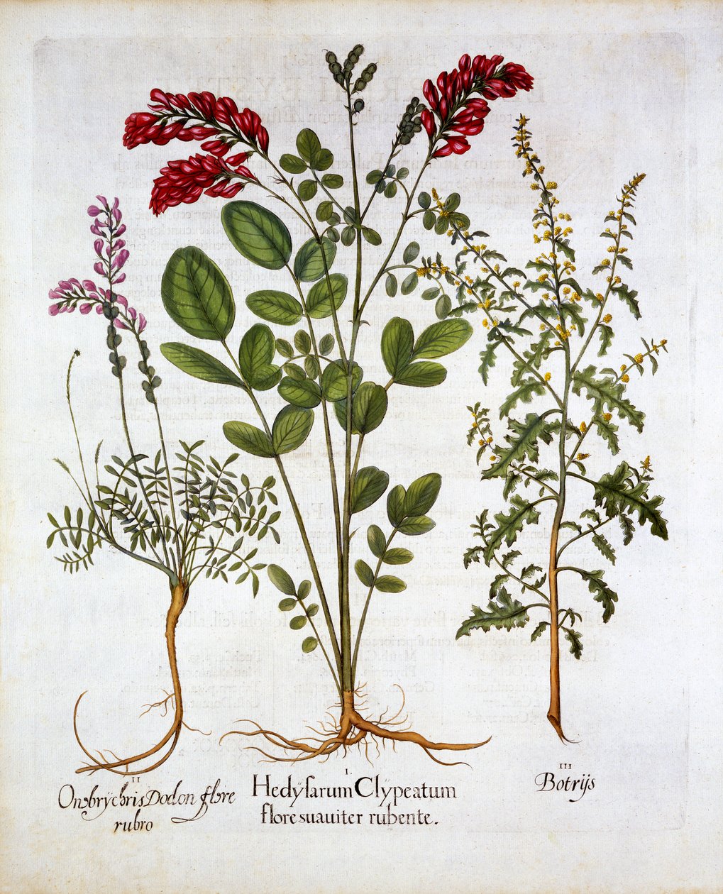 Wiciokrzew francuski, geranium pospolity i geranium geranium Dąb jerozolimski, z Hortus Eystettensis, Basil Besler (1561-1629), wyd. 1613 (grawerowanie ręcznie kolorowane) autorstwa German School