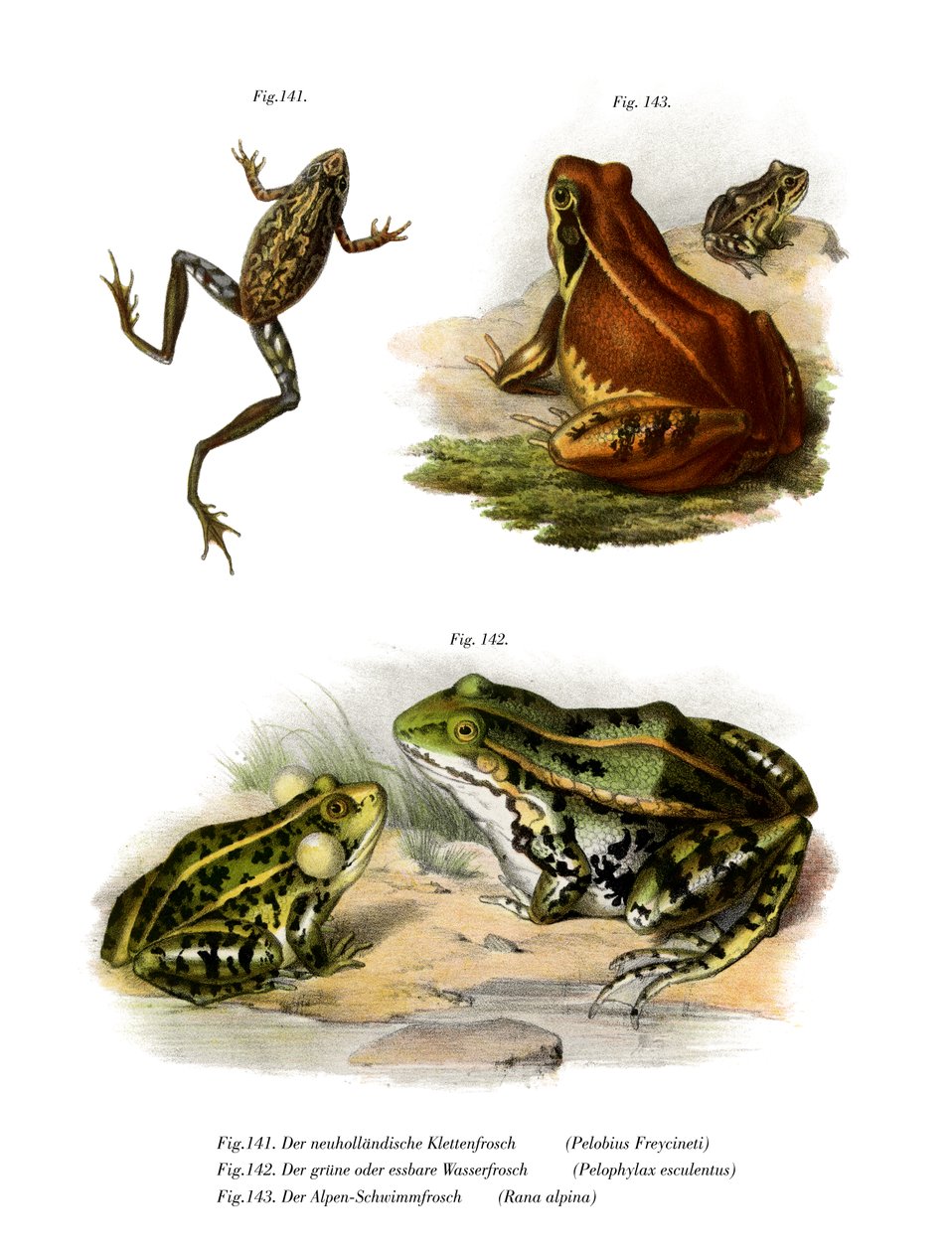 Freycineta Treefrog autorstwa German School