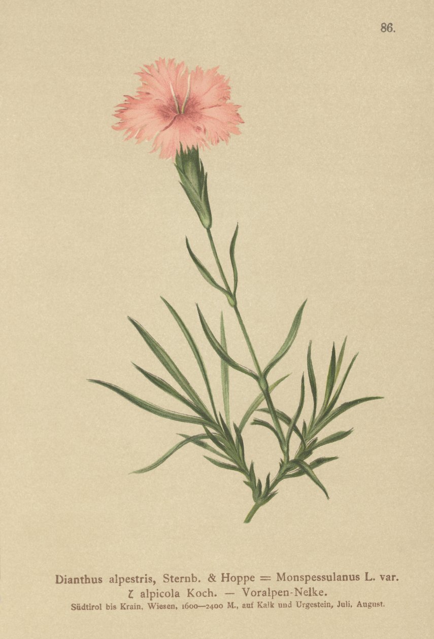 Róż z frędzlami (Dianthus monspessulanus, Dianthus alpestris, Dianthus alpicola) autorstwa German School