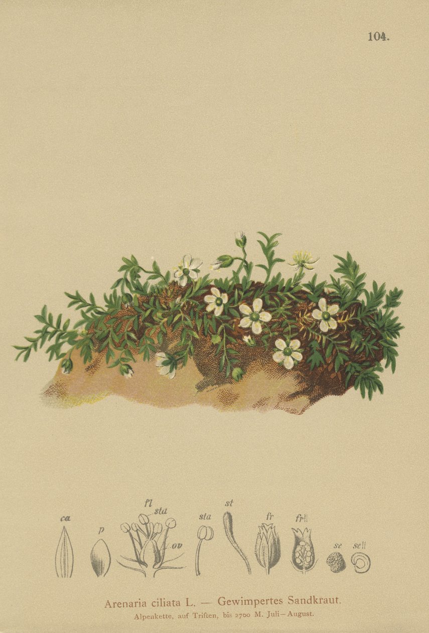 Sandwort z frędzlami (Arenaria ciliata) autorstwa German School