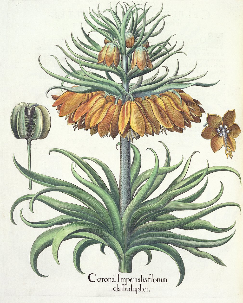 Fritillary: Korona kwiatów cesarskich Basila Beslera (1561-1629), wyd. 1613 autorstwa German School