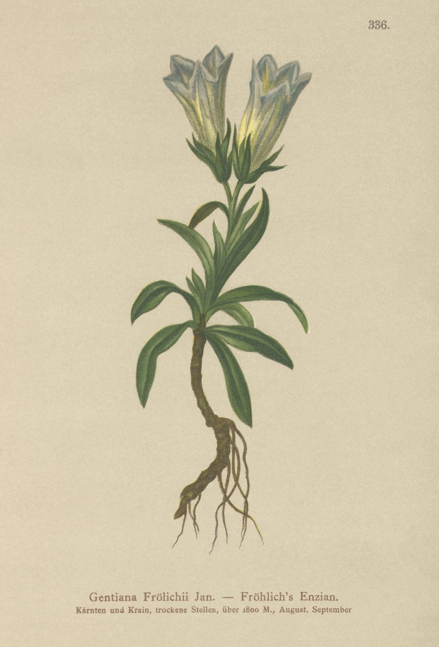 Froelichs goryczka (Gentiana Froelichii) autorstwa German School