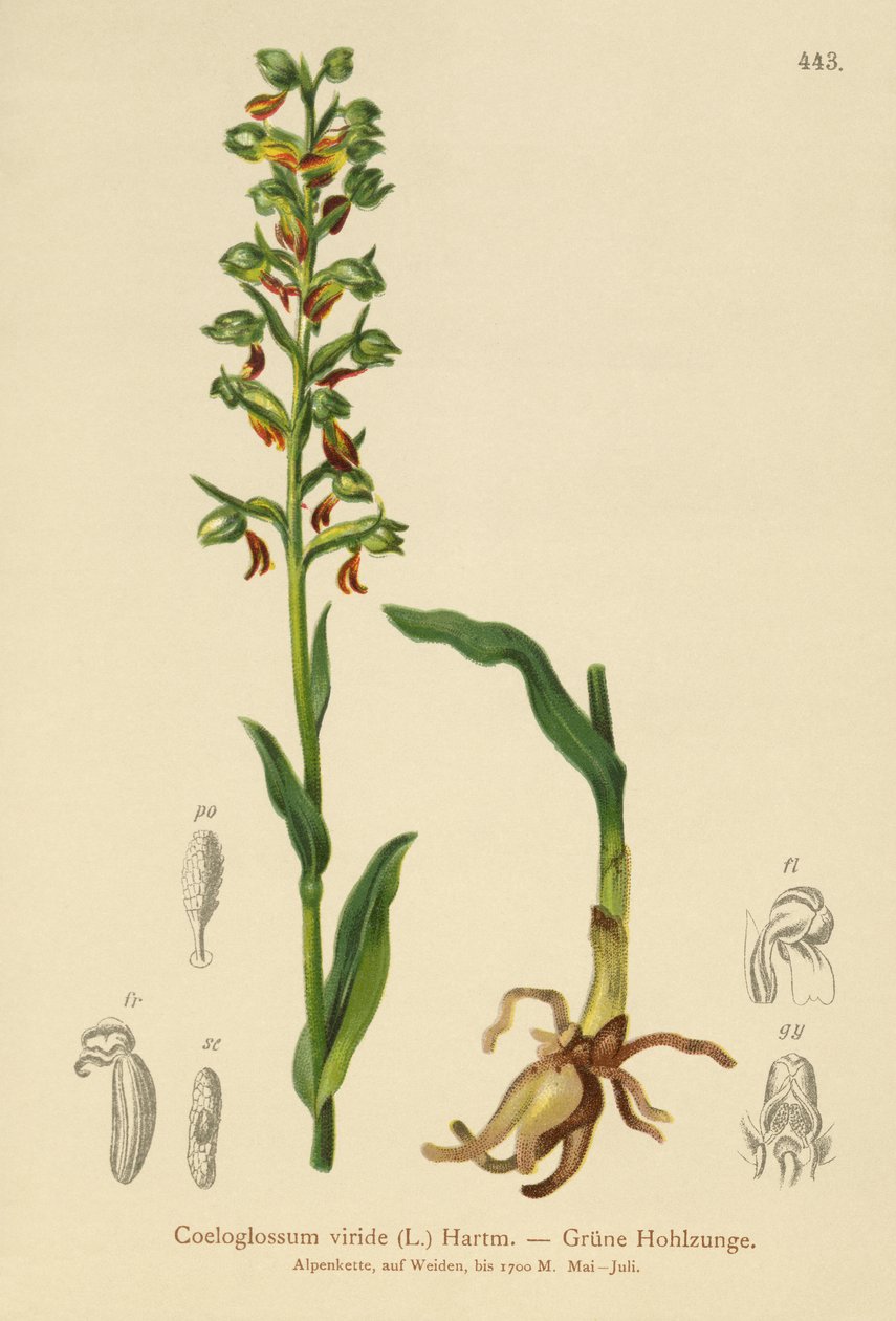 Żabi storczyk (Coeloglossum viride) autorstwa German School