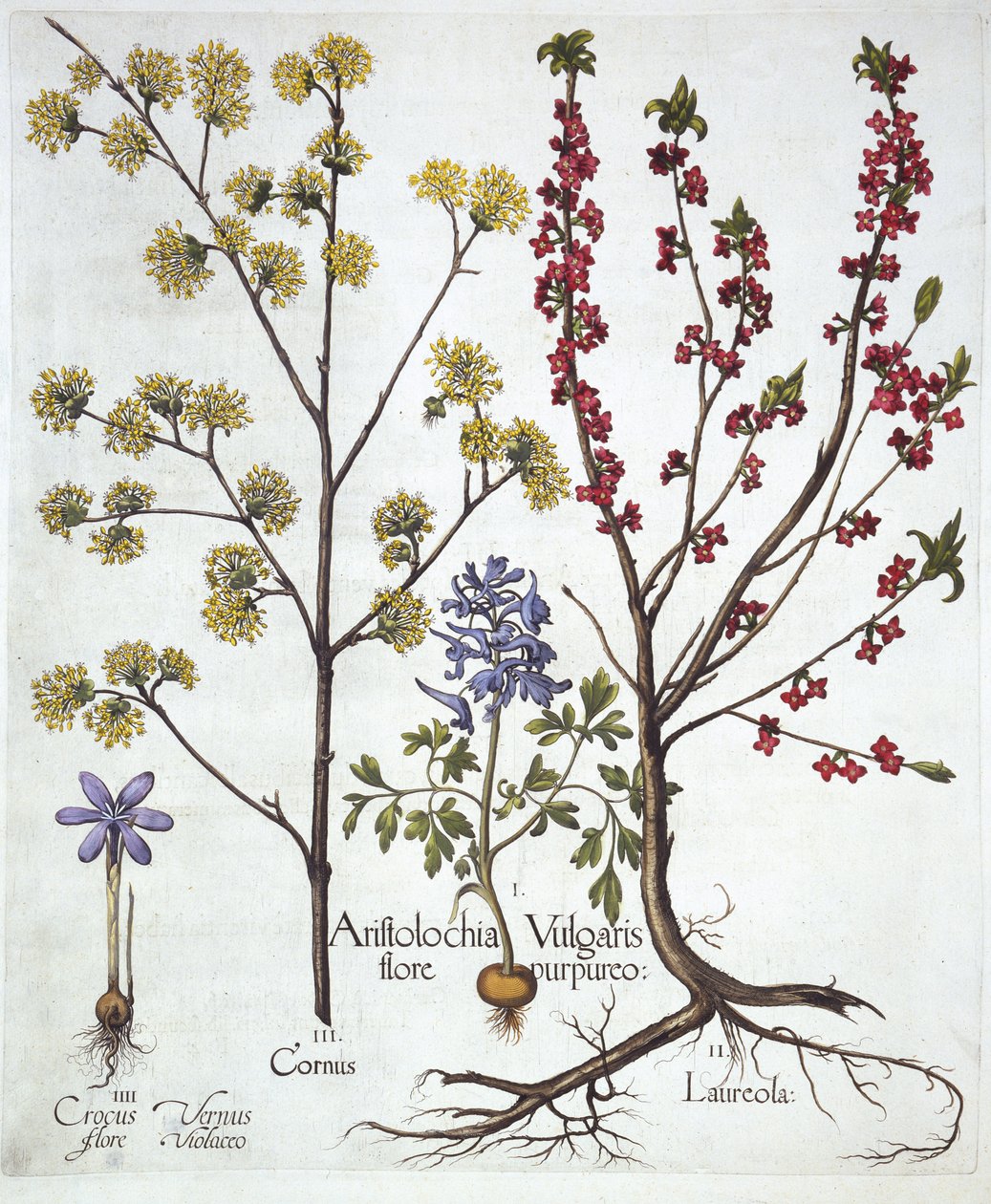 Fumewort, Daphne mezereum, Cornelian Cherry i Spring Crocus, z Hortus Eystettensis, Basil Besler (1561-1629), wyd. 1613 (grawerowanie ręcznie kolorowane) autorstwa German School
