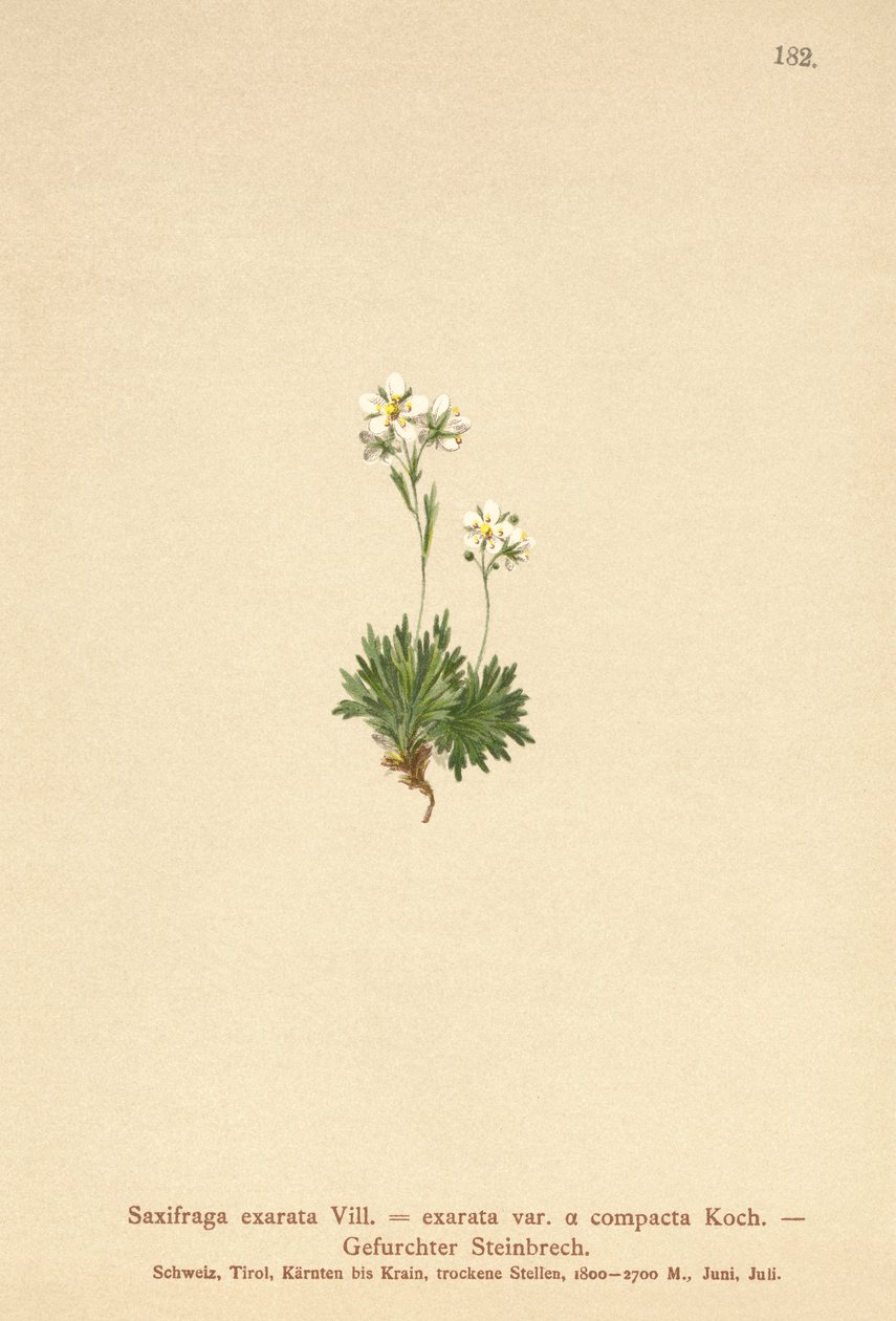 Ziarnopłon bruzdkowany (Saxifraga exarata, Saxifraga exarata var. compacta, Saxifraga exarata ssp. moschata) autorstwa German School
