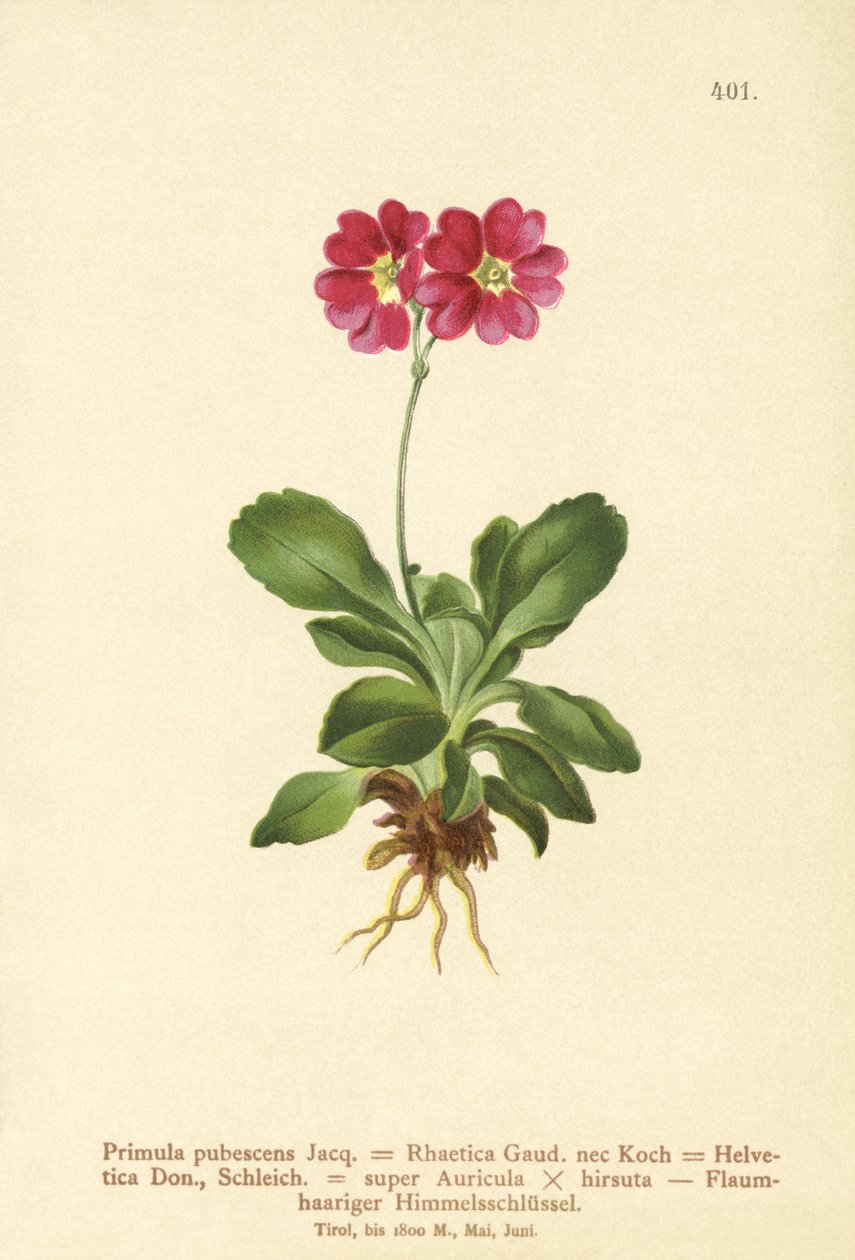 Auricula ogrodowa (Primula pubescens, Primula Rhaetica, Primula Helvetica) autorstwa German School