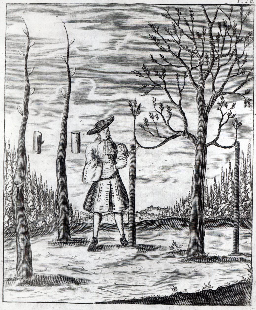 Choroby ogrodnicze i roślinne, ilustracja z „Neue Garten-lust” Heinricha Hesse, 1696 autorstwa German School
