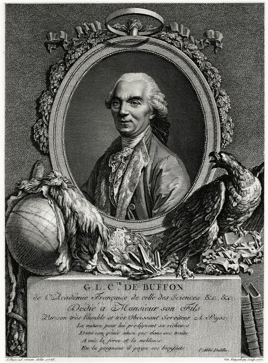 George Louis Leclerc hrabia Buffon autorstwa German School
