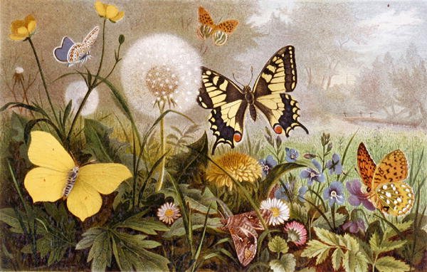German Butterflies, tablica z "Brehms Tierleben: Allgemeine Kunde des Tierreichs", vol.9, s.376, wyd. Bibliographisches Institut autorstwa German School