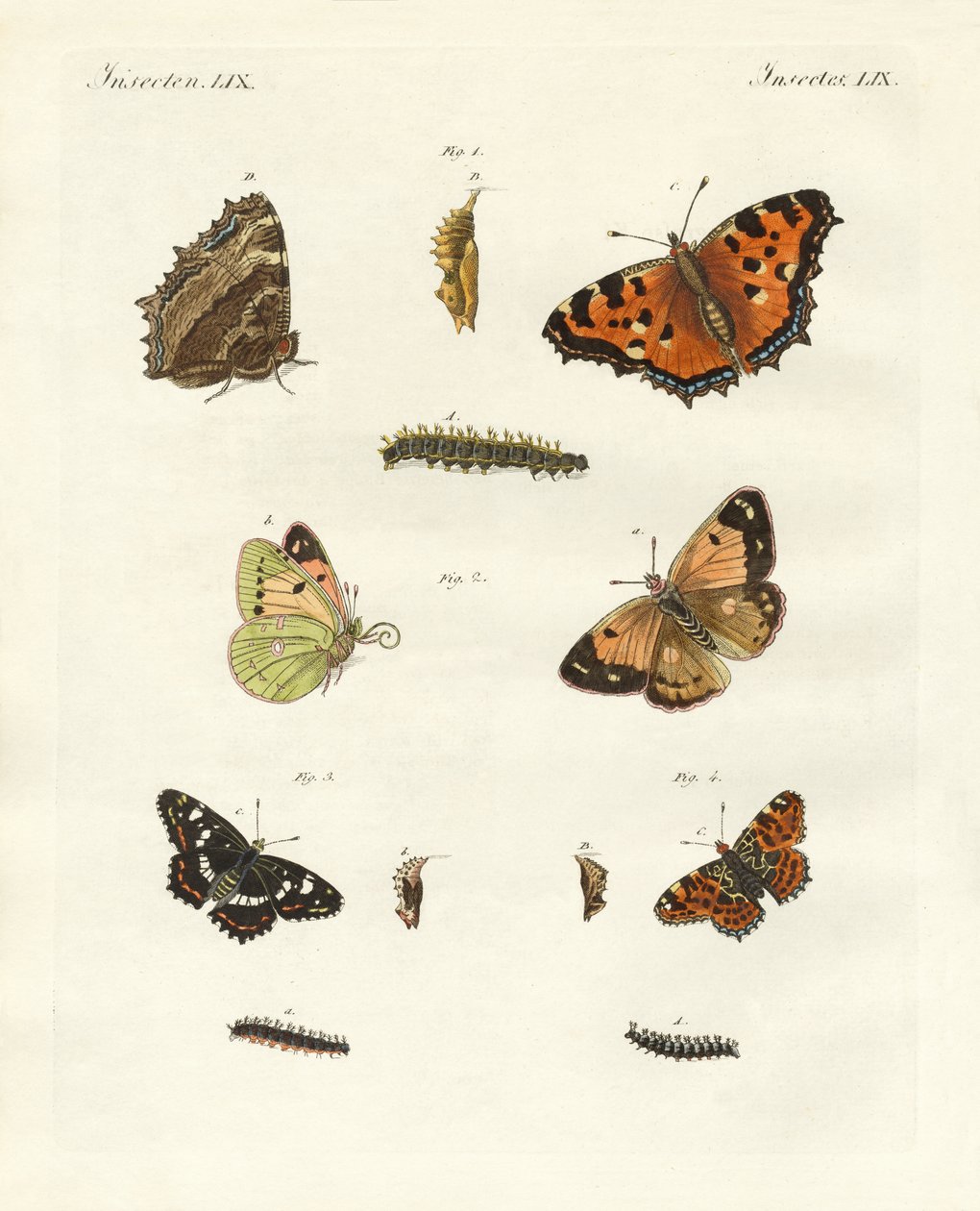 Motyl niemiecki (kolorowy grawerunek) autorstwa German School