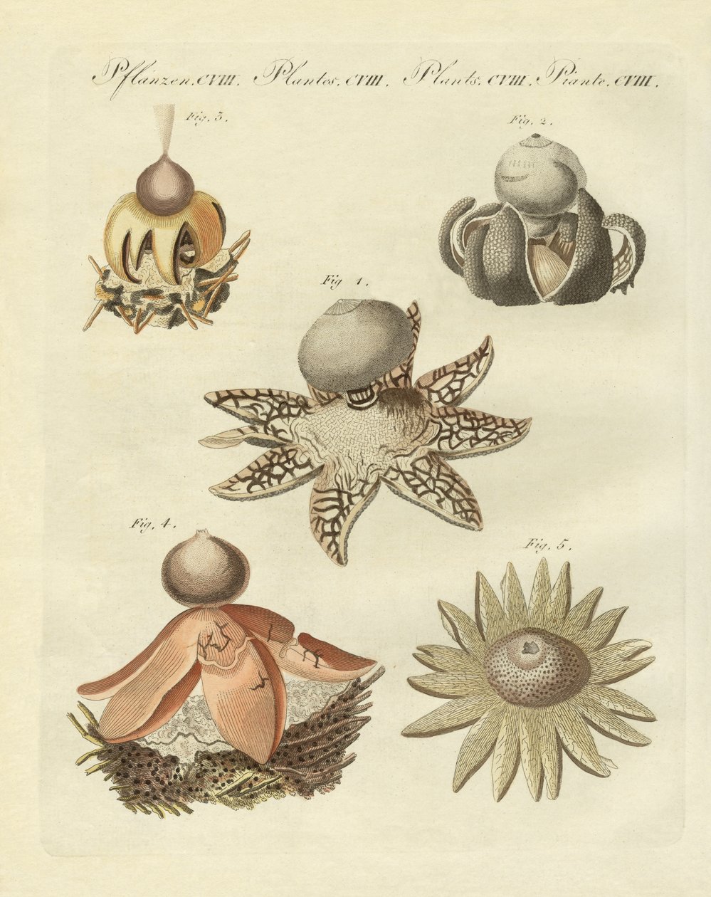 German geaster (kolorowy grawer) autorstwa German School