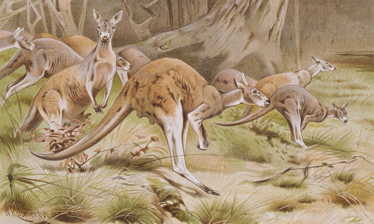 Giant Kangaroo, płyta z Brehms Tierleben: Allgemeine Kunde des Tierreichs, vol.3, s.635, wydana przez Bibliographisches Institut, 1891 autorstwa German School