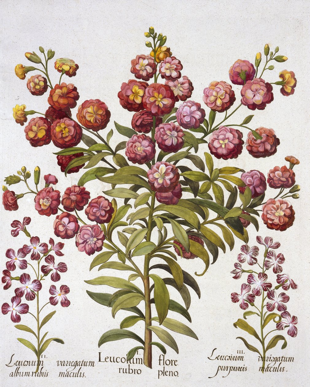 GillyflowerGilliflower, z Hortus Eystettensis, Basil Besler (1561-1629), wyd. 1613 (grawerowanie ręcznie kolorowane) autorstwa German School