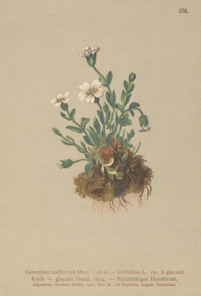 Ucho myszy lodowcowej (Cerastium uniflorum, Cerastium latifolium var. glaciale, Cerastium glaciale) autorstwa German School