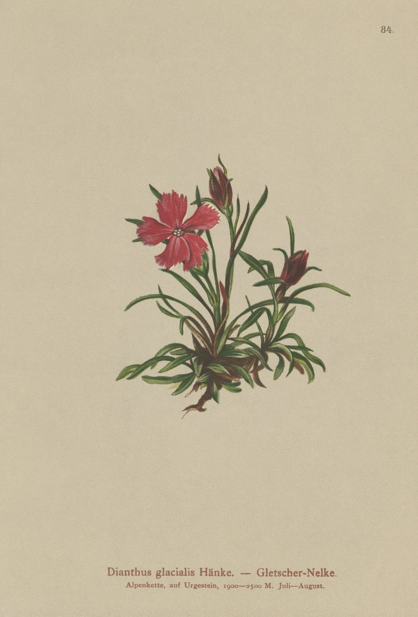 Różowy lodowiec (Dianthus glacialis) autorstwa German School