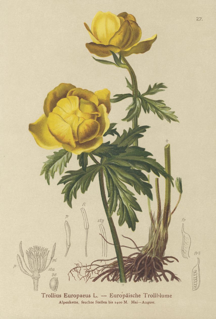 Globe-flower (Trollius Europaeus) autorstwa German School