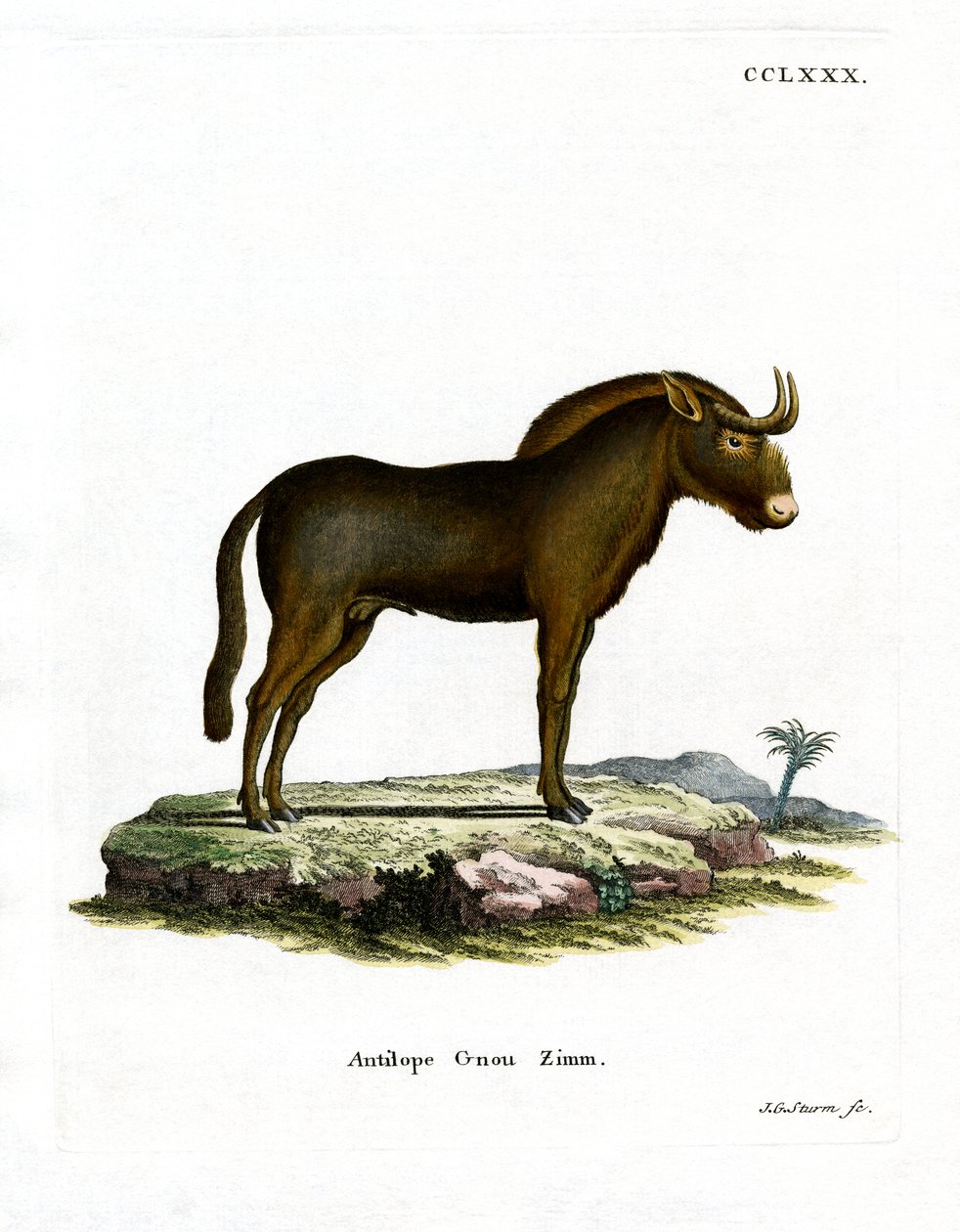 Gnu (kolorowy grawer) autorstwa German School