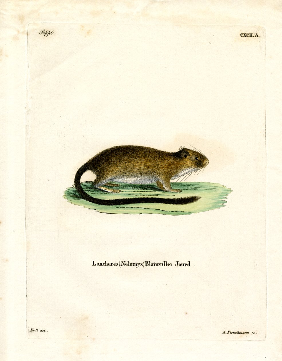 Golden Atlantic Tree Rat (kolorowy grawerunek) autorstwa German School