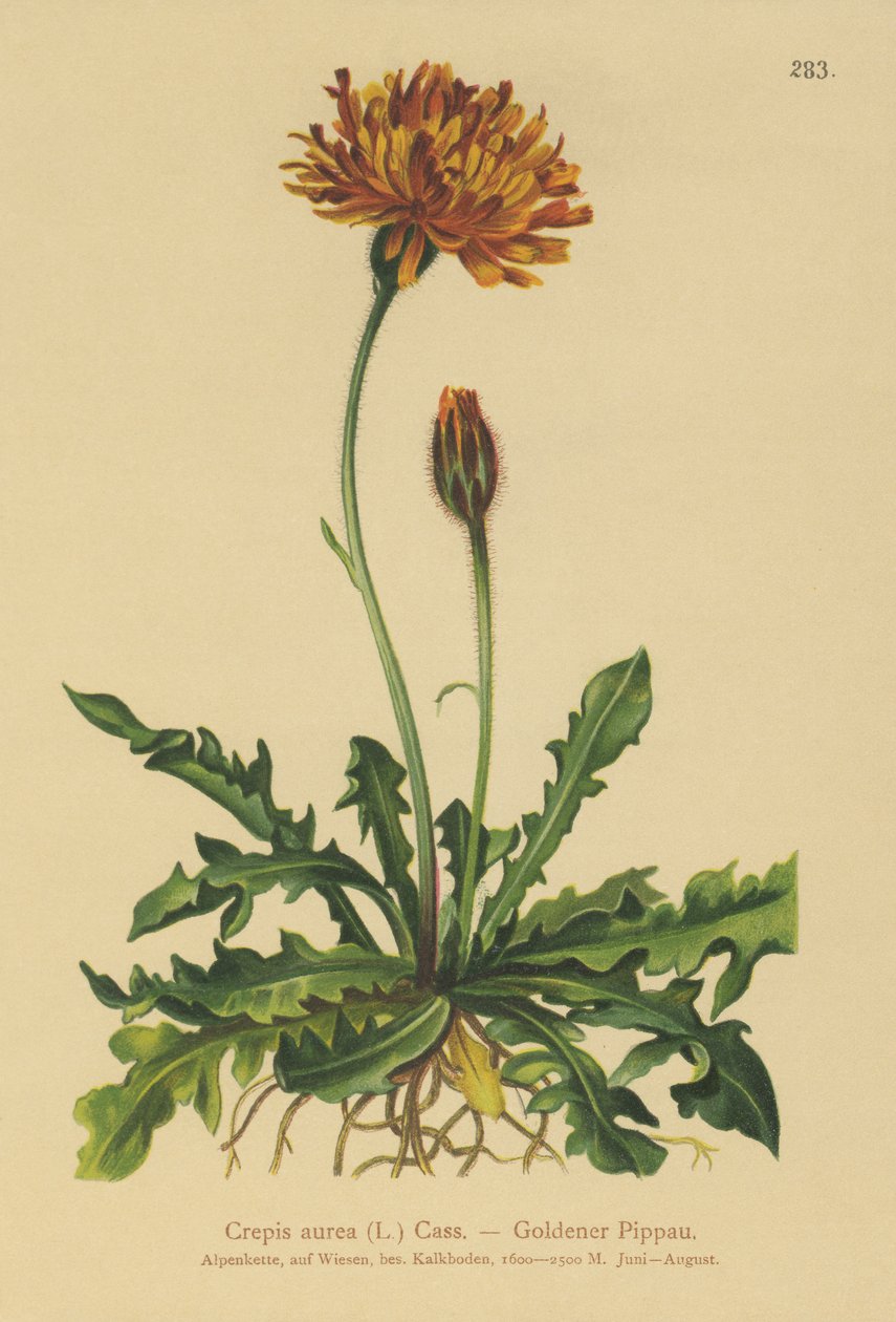 Broda jastrzębia (Crepis aurea) autorstwa German School