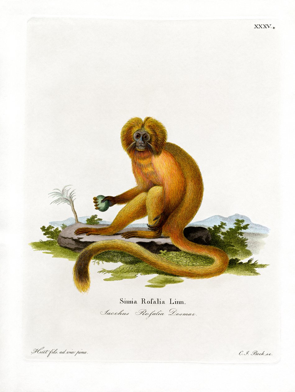 Golden Lion Tamarin (kolorowy grawerunek) autorstwa German School