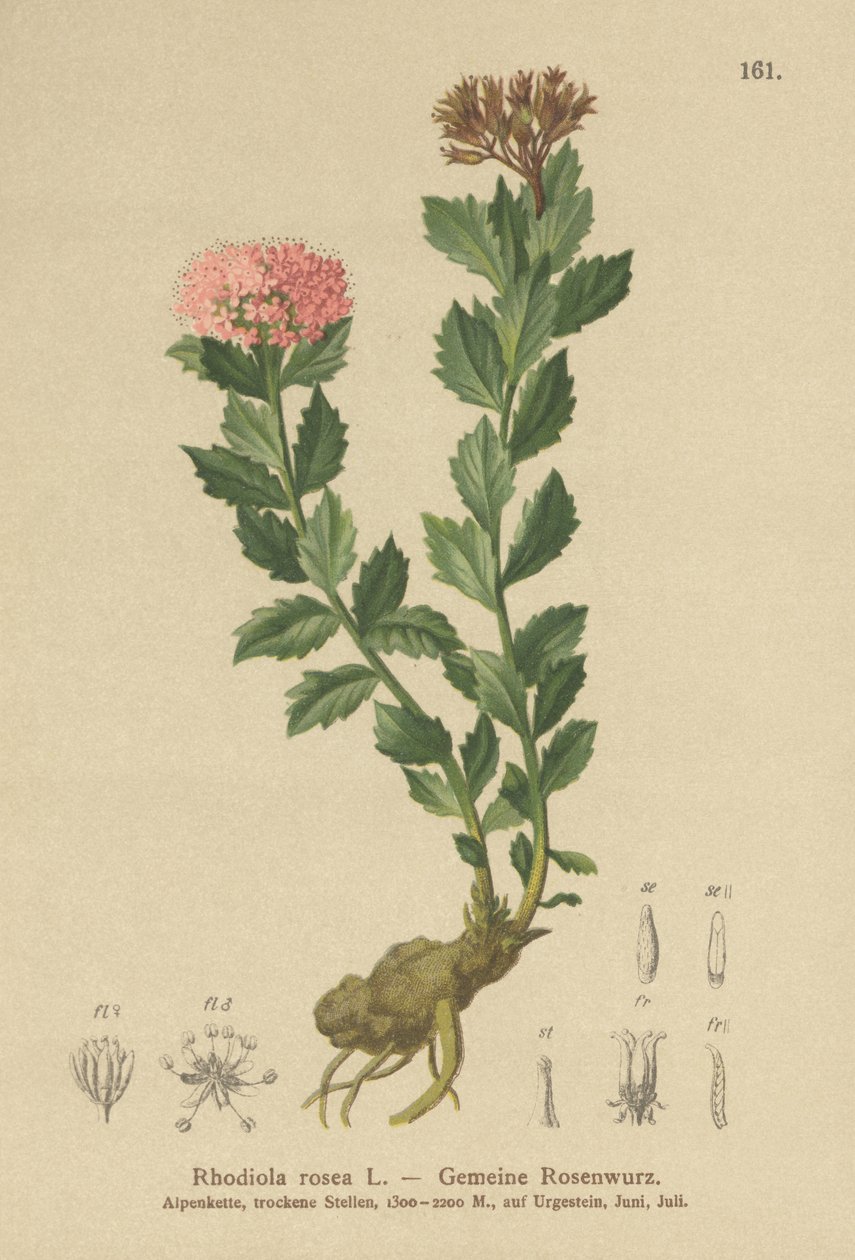 Złoty korzeń (Rhodiola rosea) autorstwa German School