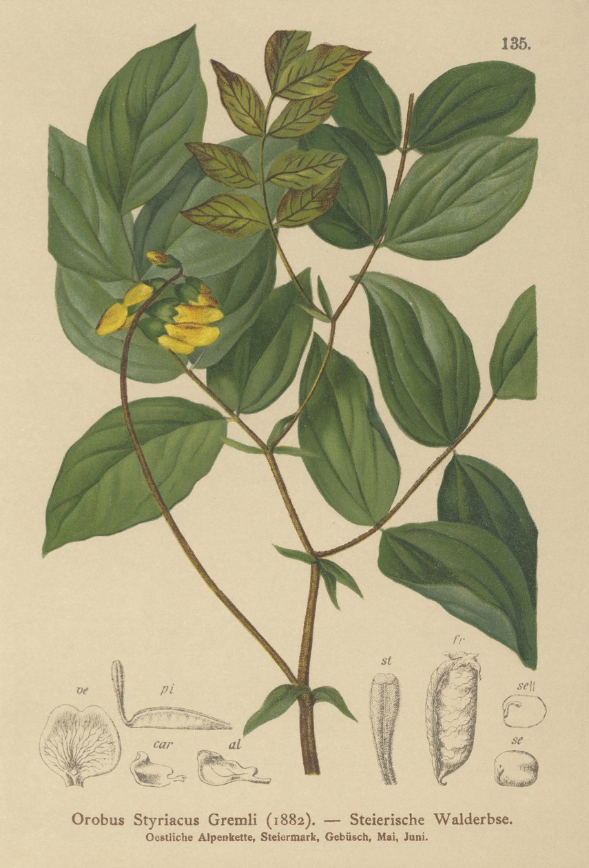 Wyka złocista (Orobus styriacus, Lathyrus aureus) autorstwa German School