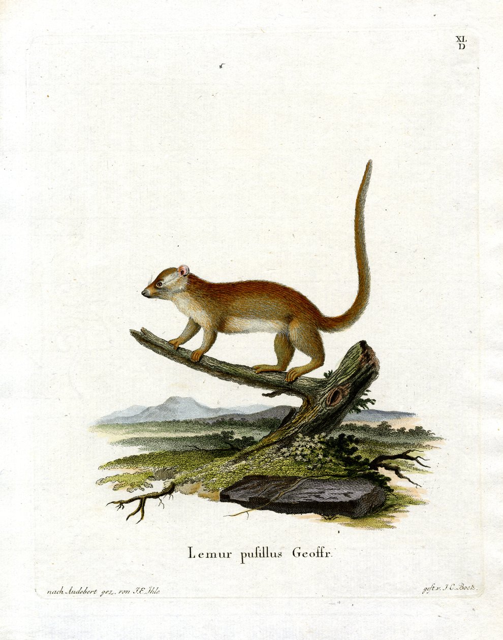 Szary Lemur Myszy (kolorowy grawerunek) autorstwa German School