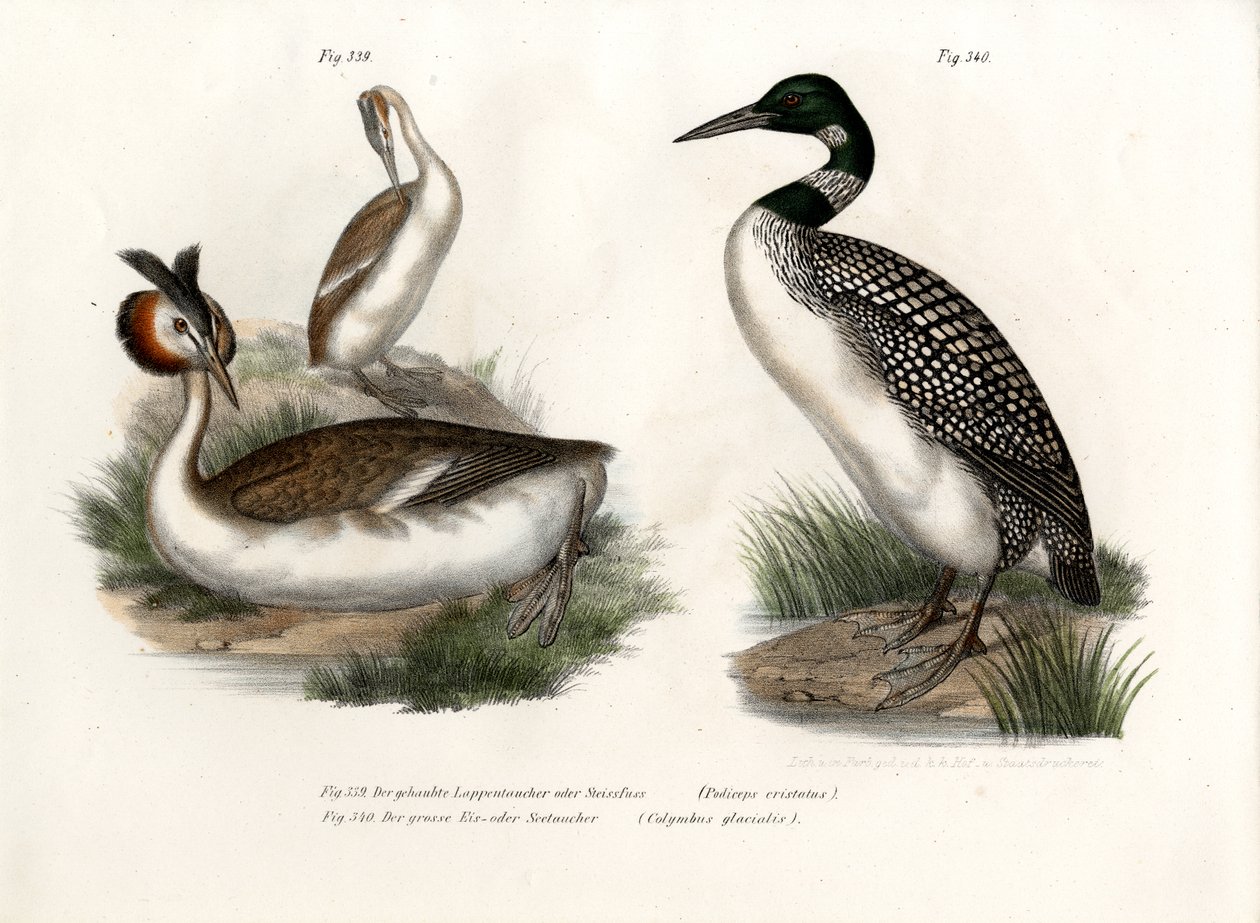 Perkoz dwuczuby, 1864 autorstwa German School