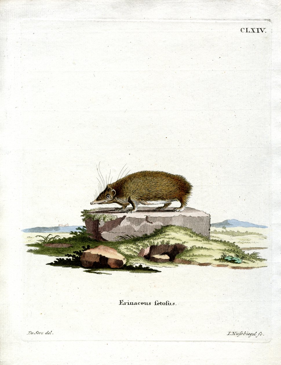 Jeż Wielki Tenrec (kolorowy grawerunek) autorstwa German School