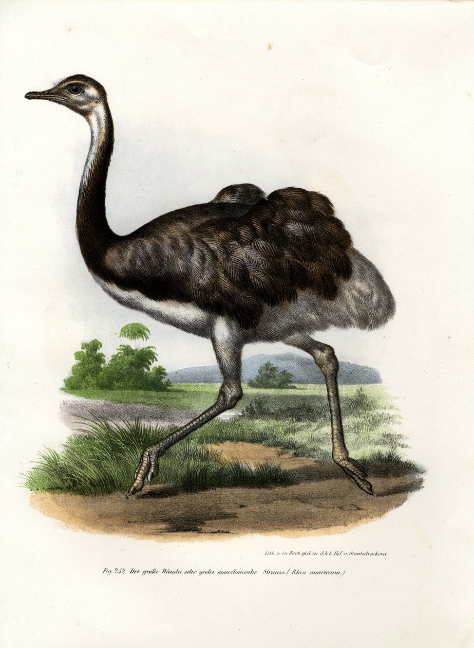 Nandu Wielka, 1864 autorstwa German School