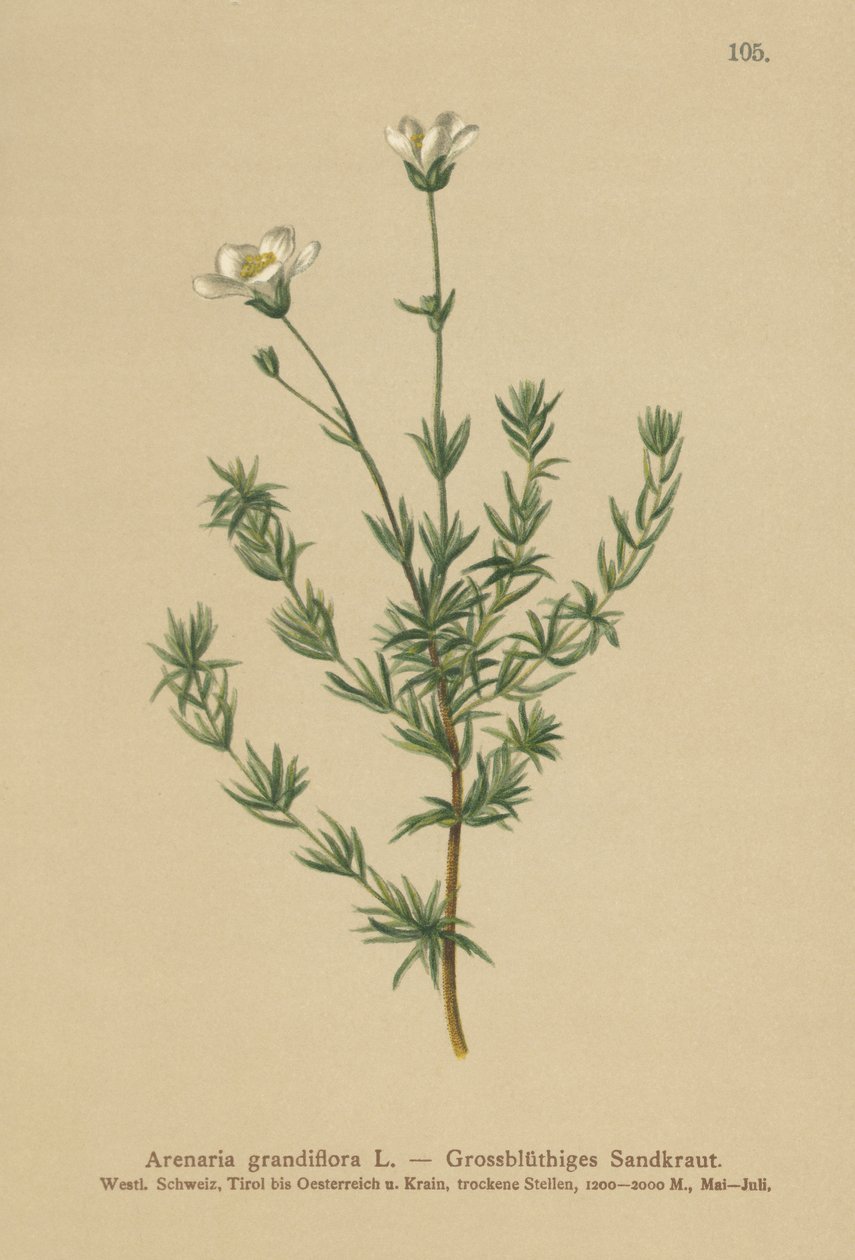 Sandwort wielkokwiatowy (Arenaria grandiflora) autorstwa German School