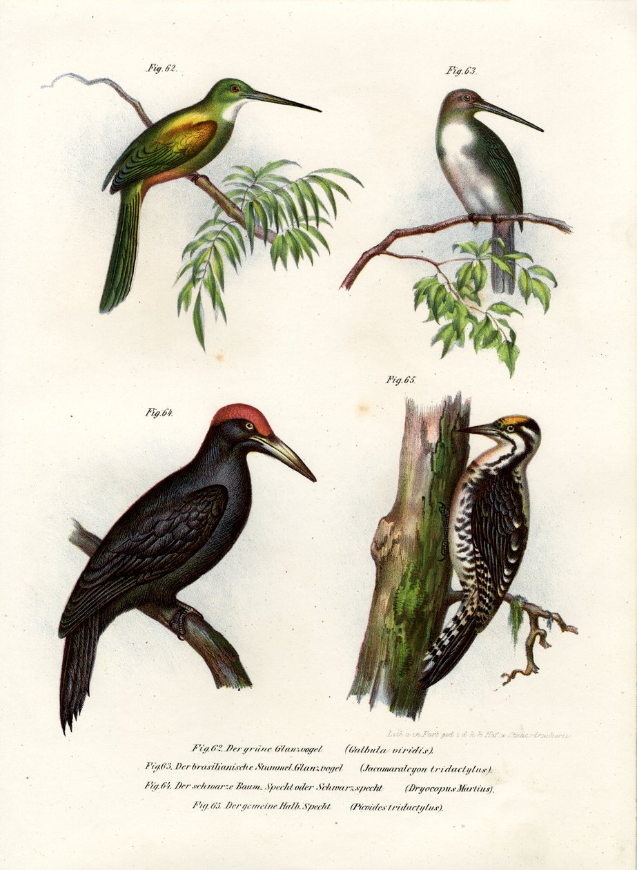Jacamar zielonoogoniasty, 1864 autorstwa German School