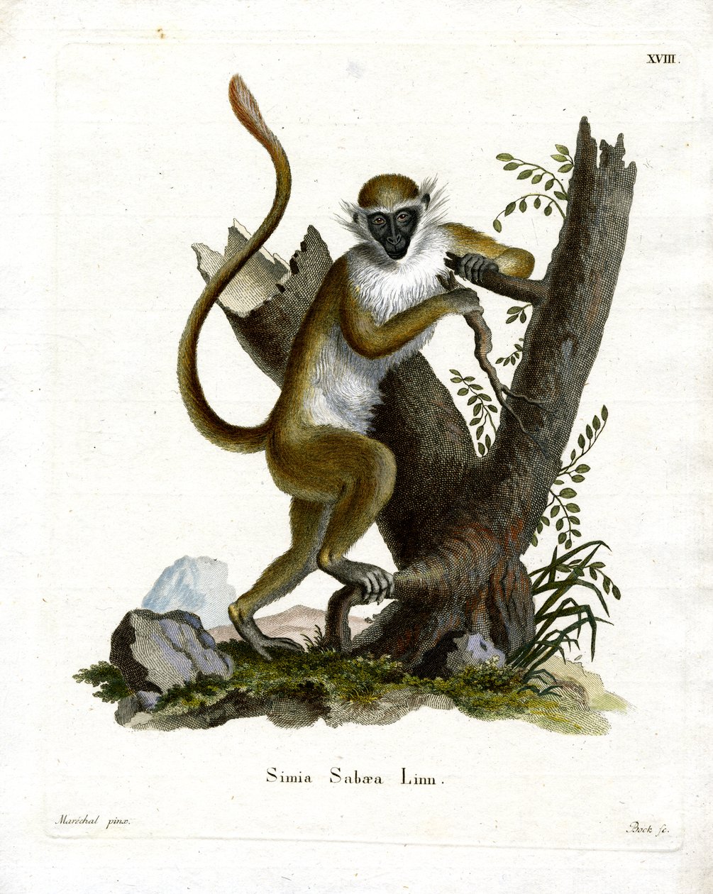 Green Monkey (kolorowy grawerunek) autorstwa German School