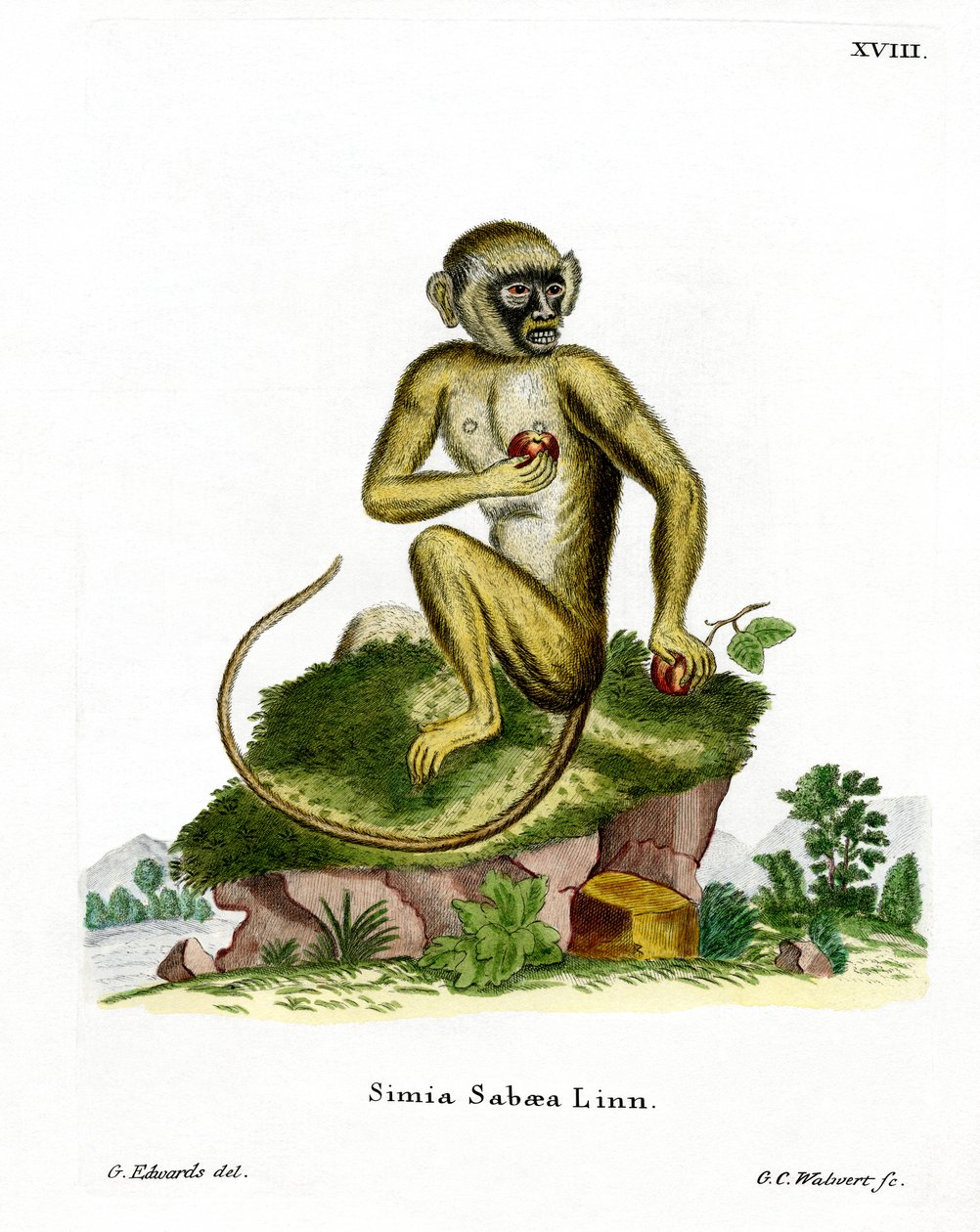 Green Monkey (kolorowy grawerunek) autorstwa German School