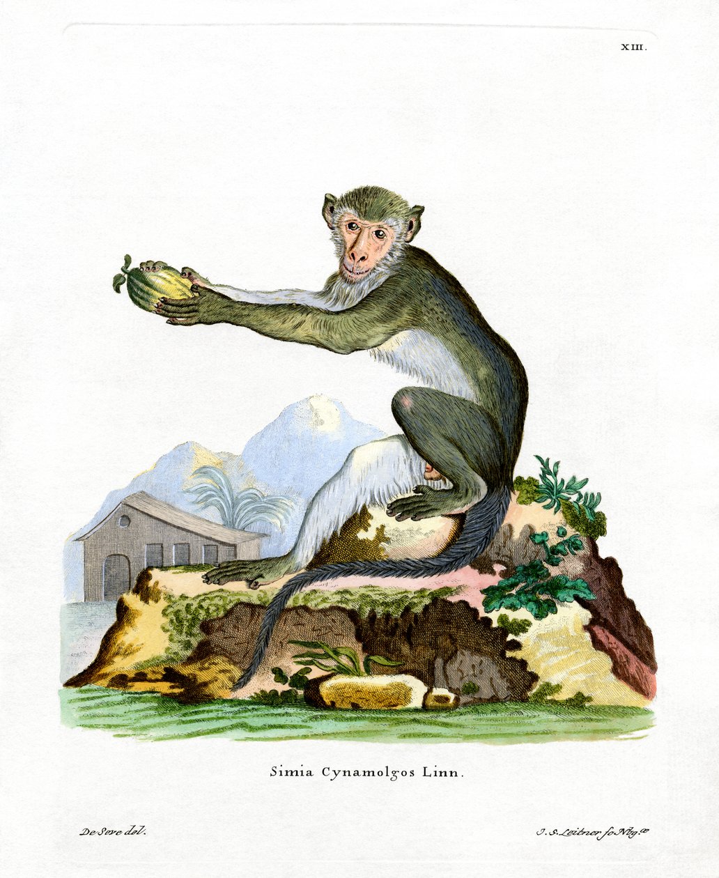 Green Monkey (kolorowy grawerunek) autorstwa German School