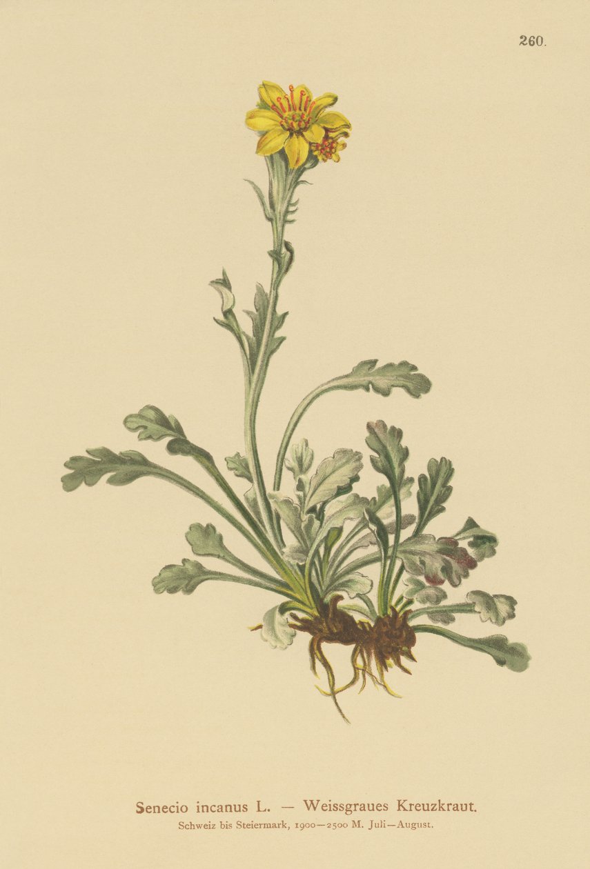 Krosta zwyczajna (Senecio incanus) autorstwa German School