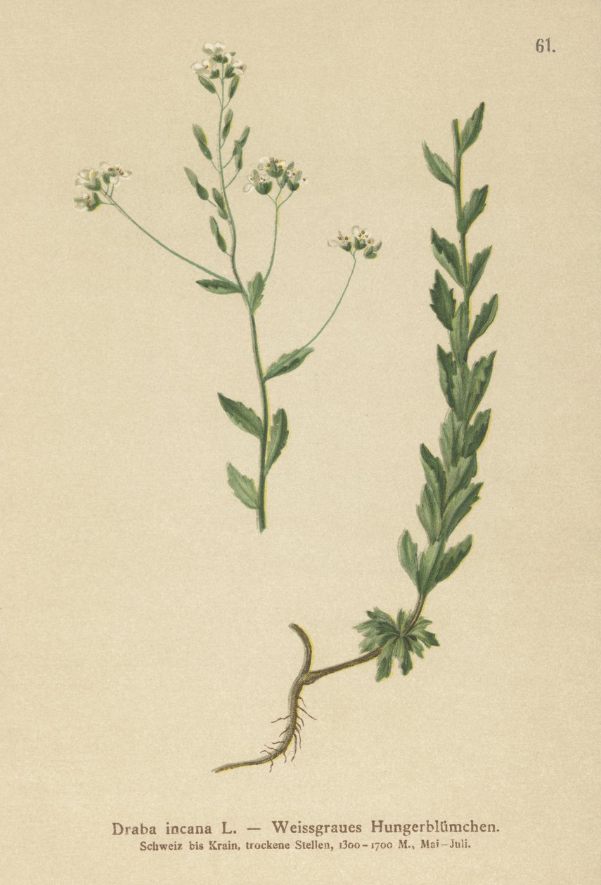 Trawa szara (Draba incana,) autorstwa German School