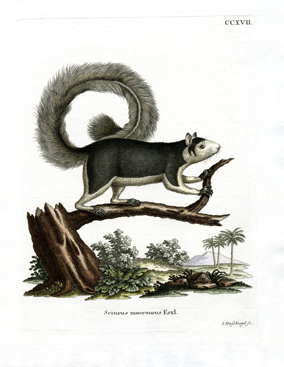 Grizzled Giant Squirrel (kolorowy grawerunek) autorstwa German School