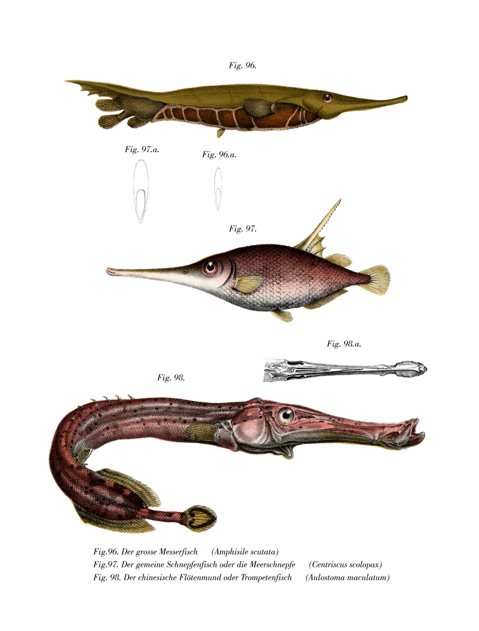 Grooved Razor-fish (kolor lito) autorstwa German School